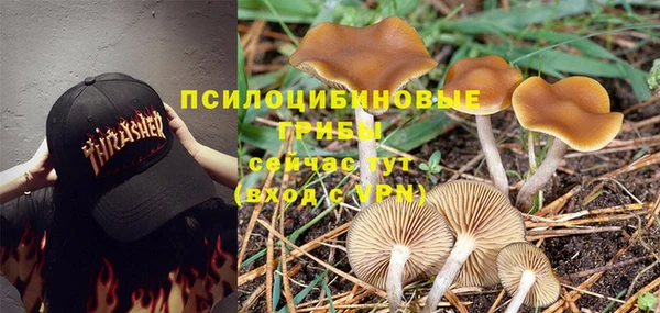 индика Алзамай